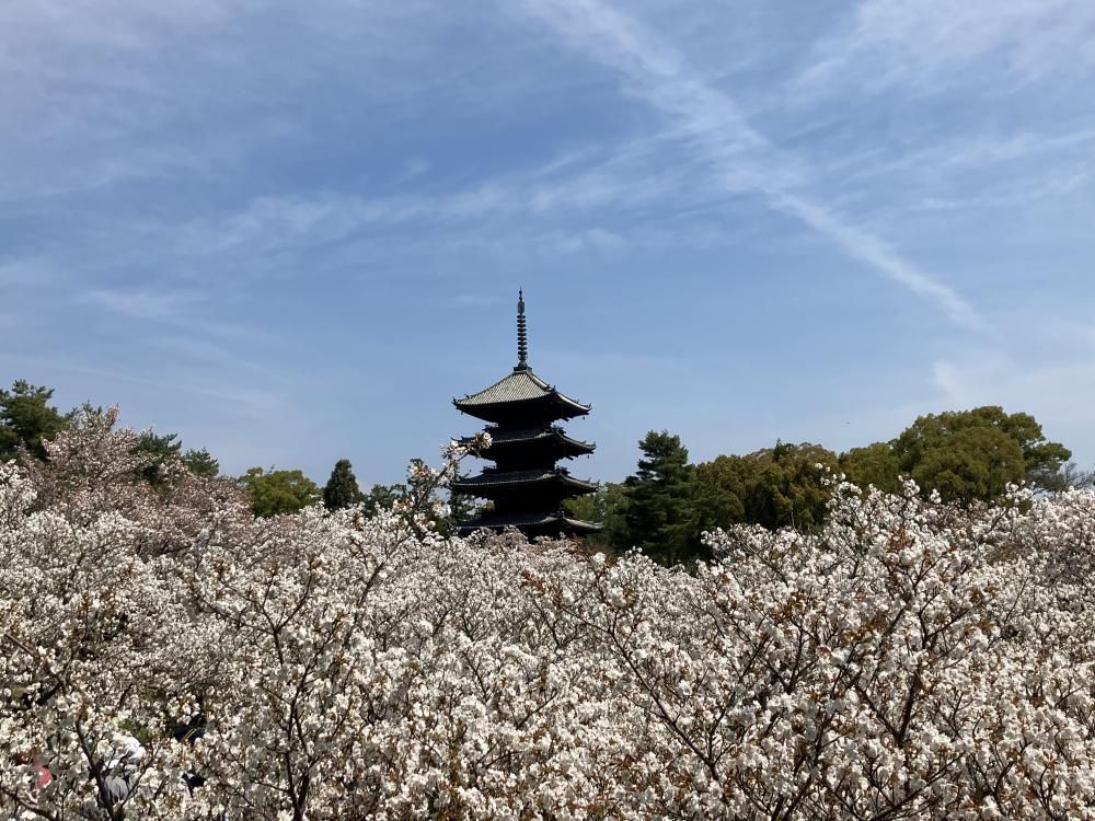 御室仁和寺の桜