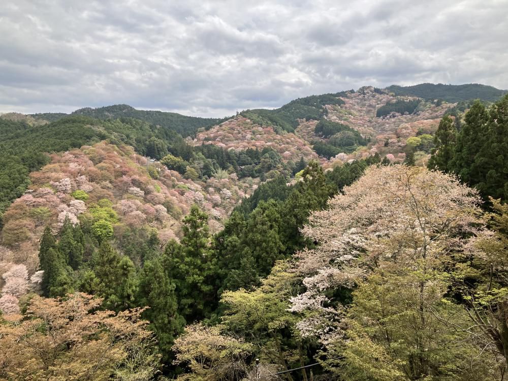 吉野千本桜