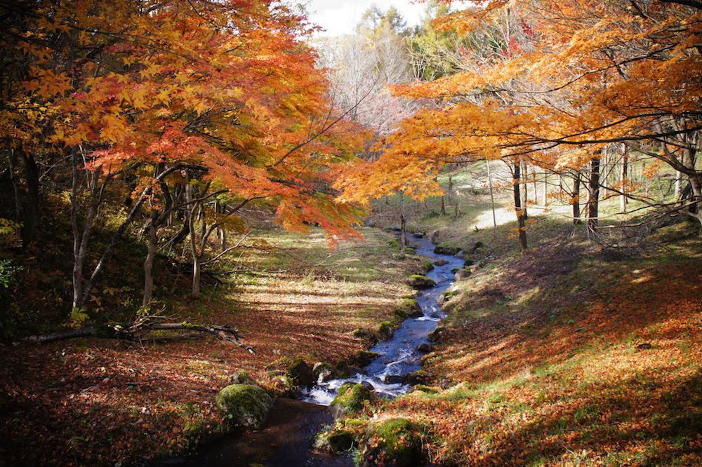 市民の森（紅葉）