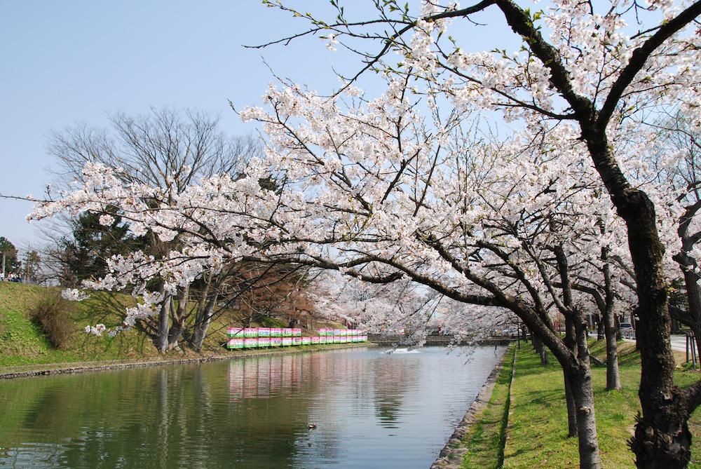 最上公園・さくら