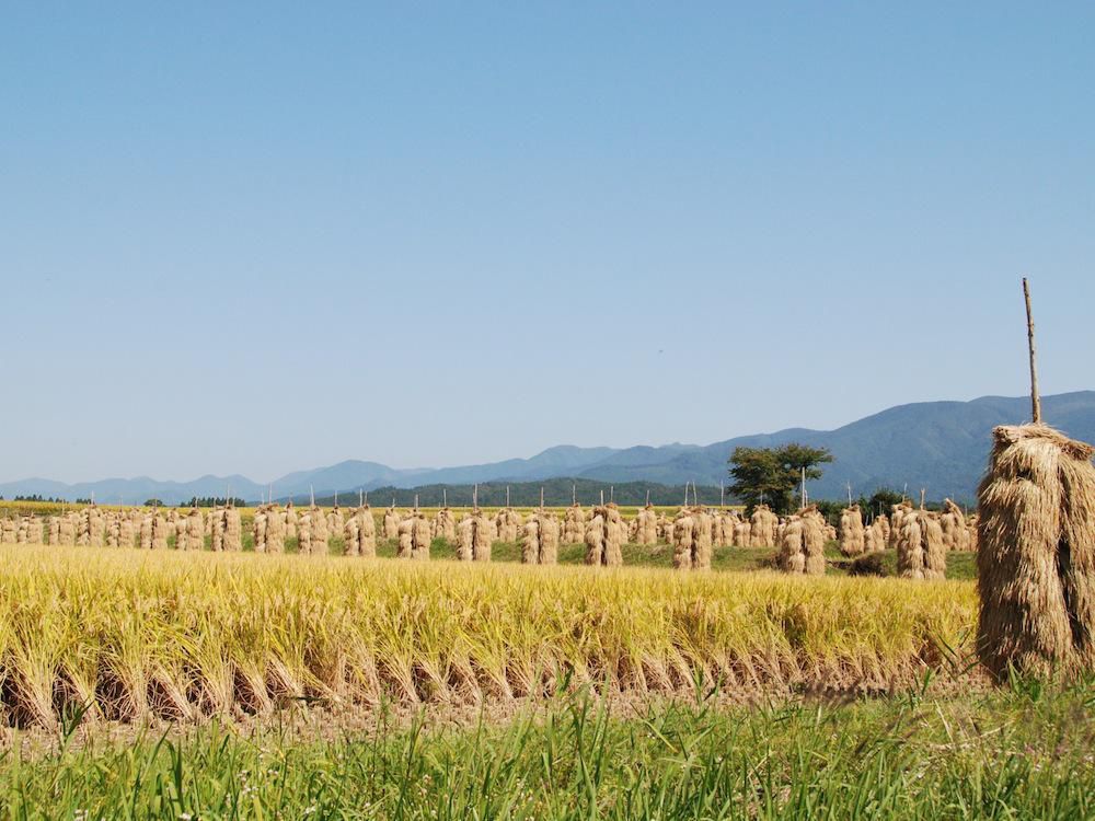 田園風景（秋）