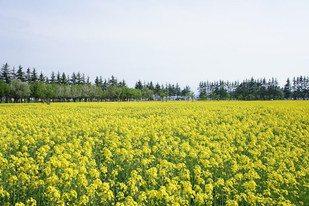 エコロジーガーデン（菜の花畑）