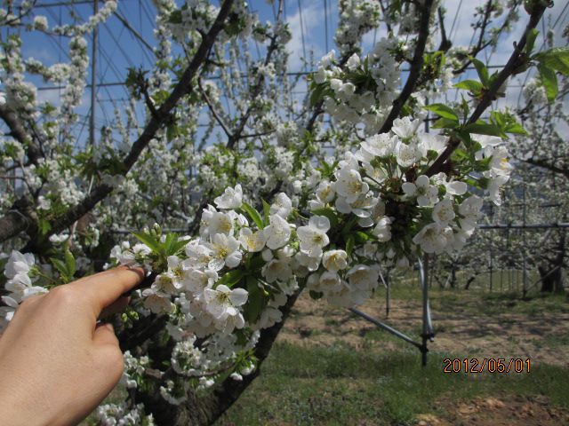 ｻｸﾗﾝﾎﾞの花が見ごろですよ！・・上山ﾌﾙｰﾂ園山形ﾁｪﾘｰﾗﾝﾄﾞ