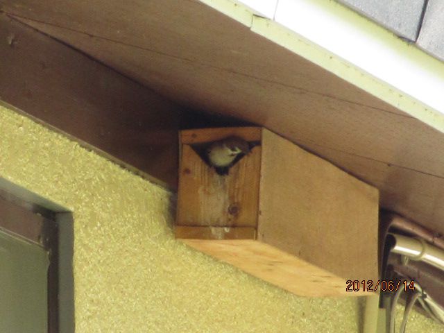 サクランボ狩り真っ最中だが・・上山観光ﾌﾙｰﾂ園山形ﾁｪﾘｰﾗﾝﾄﾞ