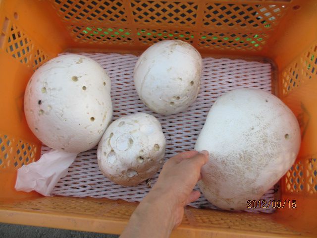 秋のくだものがり・・上山観光フルーツ園