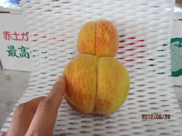 双子の桃・・・上山観光フルーツ園