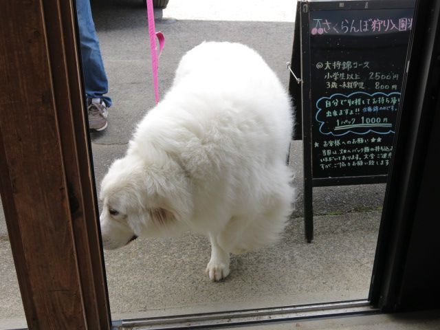 大きなワンちゃん　ご来園