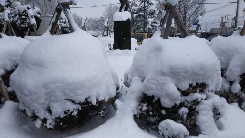 今日の長井は雪国らしさ満載