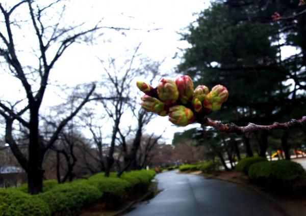 今年の桜はいつもと違います！