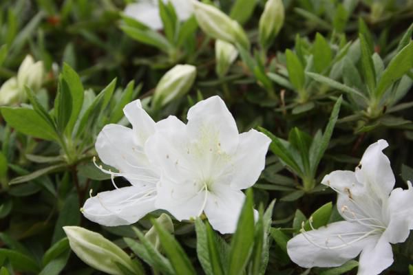 どんどんつつじの開花が進んでますッ！