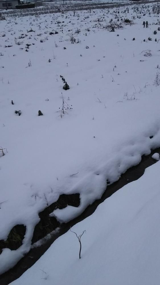 雪が積もりました