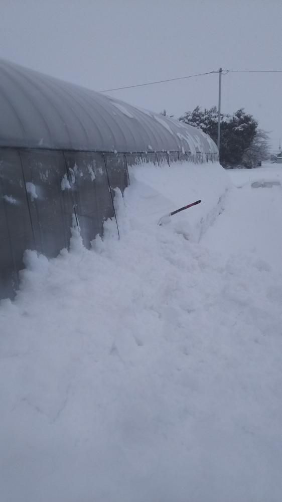 今日も雪が降っています