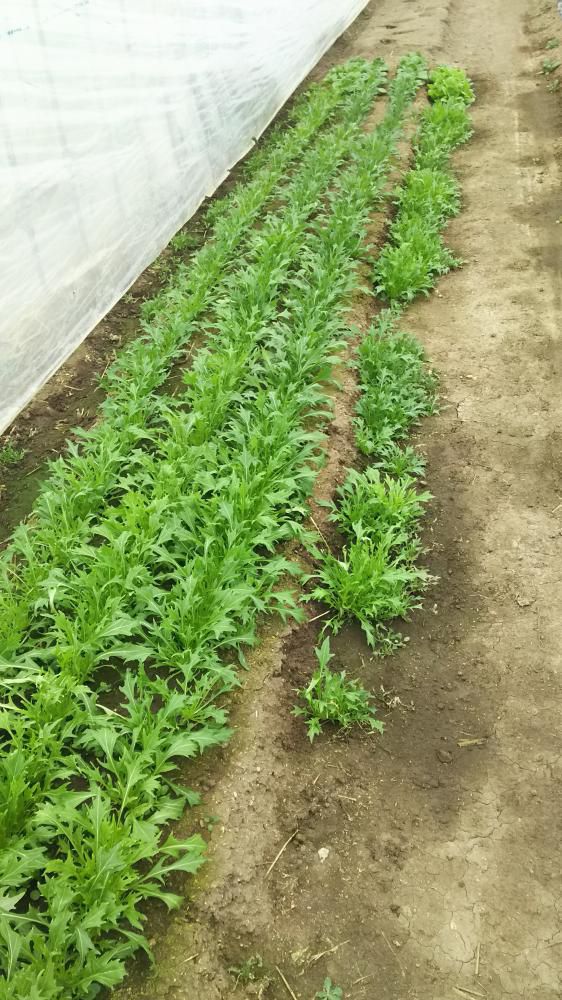 ハウス野菜