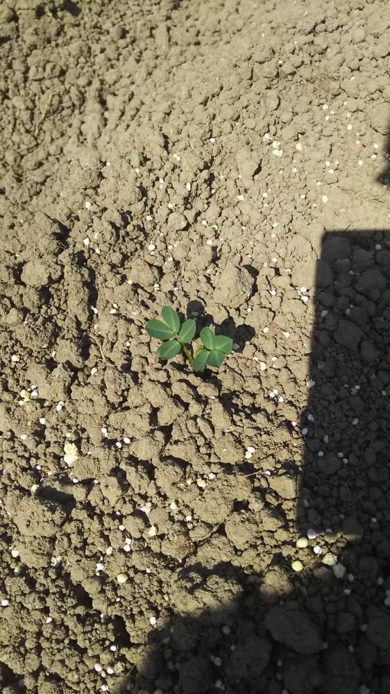 落花生