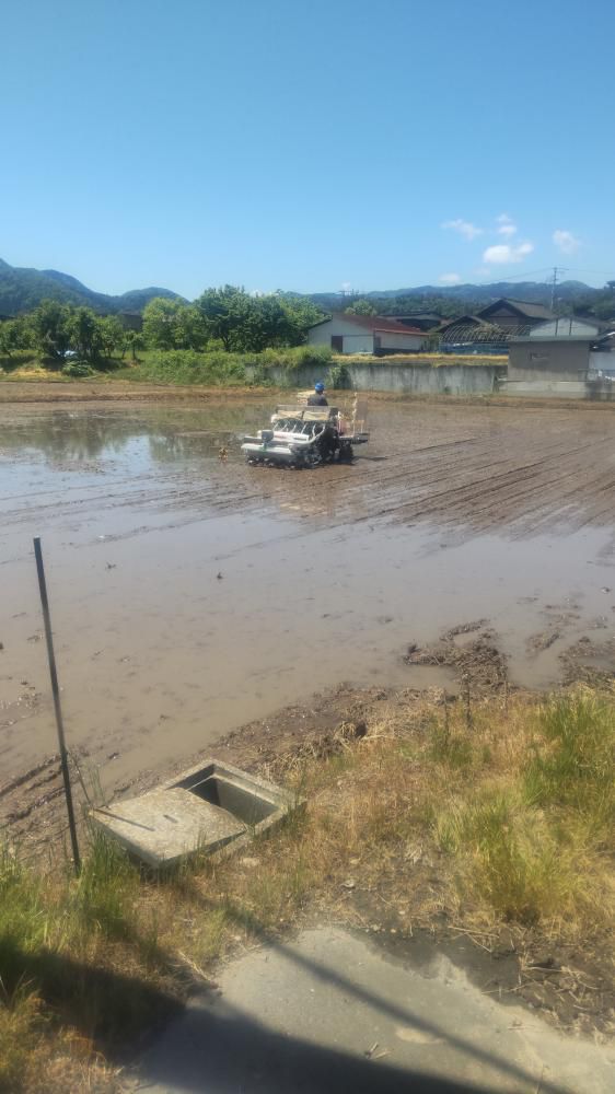 水田の直播が始まりました