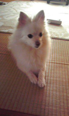 叔母の愛犬