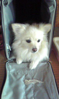 犬のお陰・・・。