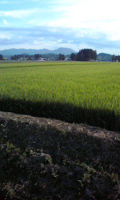蛙