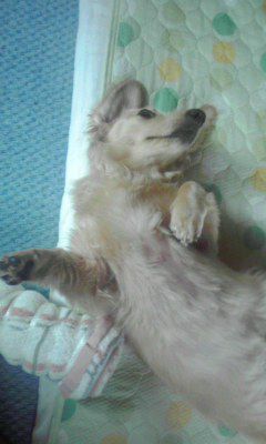 さっすが！ドイツ犬！