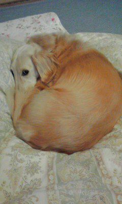 犬も丸くなる？