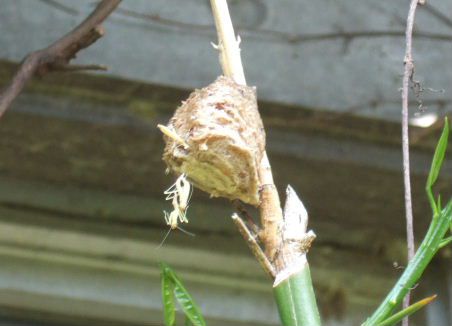 カマキリの卵
