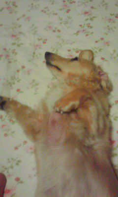 バカ犬