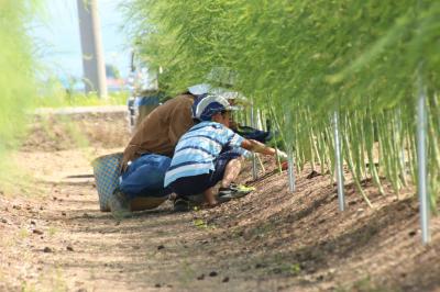 2026年8~9月「夏のアスパラガス収穫体験」参加者募集中