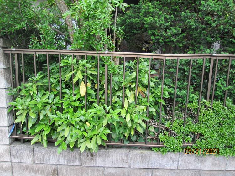 庭木の剪定も周りに注意！