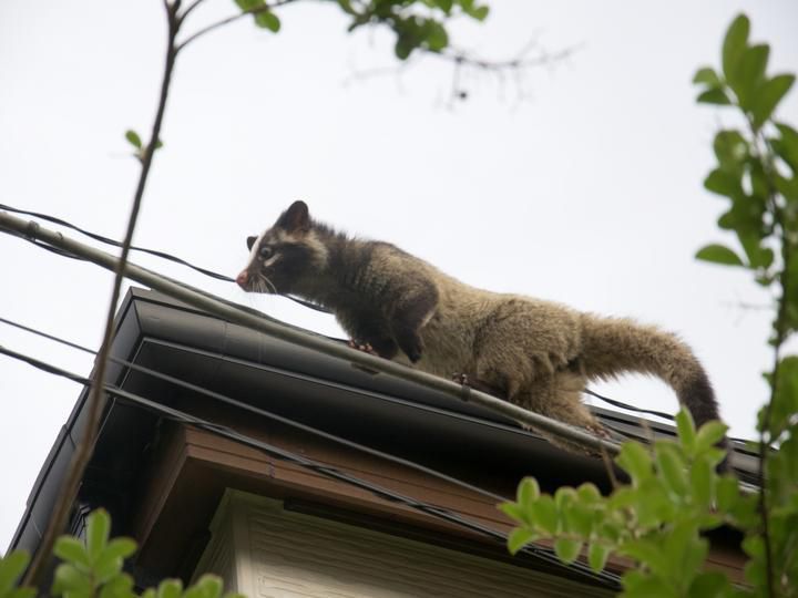 夏の屋根上にご注意！