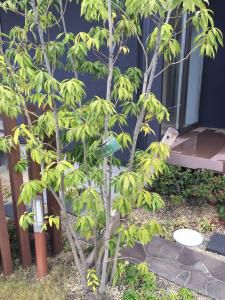 外構の植栽