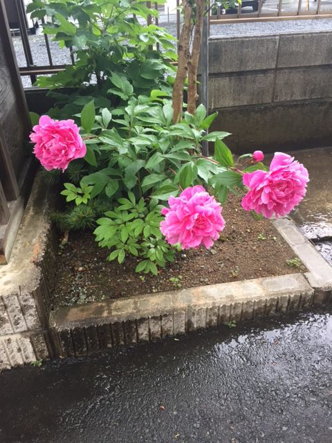 梅雨の季節ですね