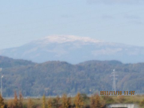 大根の収穫