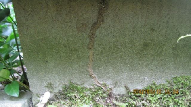 巣から出て飛び立つ頃