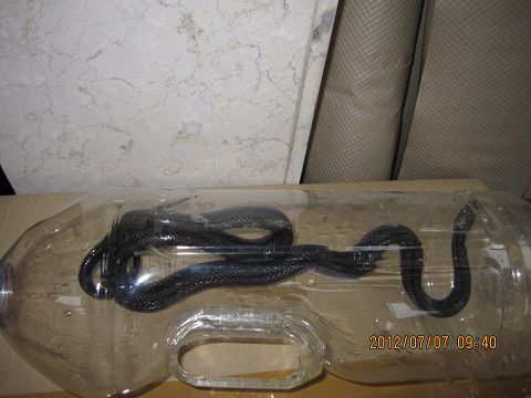 可愛いペット？！