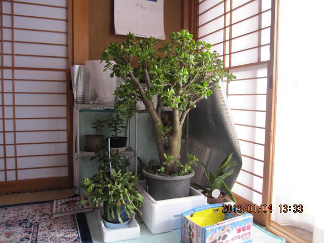 観葉植物の冬ごもり