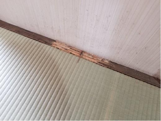 白蟻浸食①