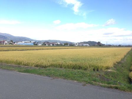 稲刈り
