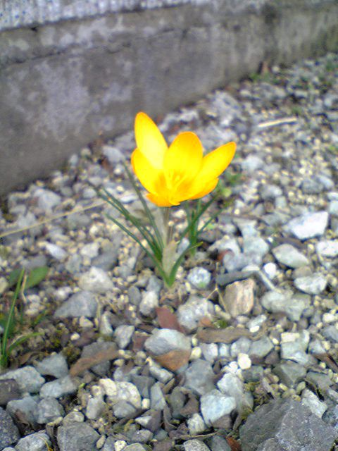 今日から