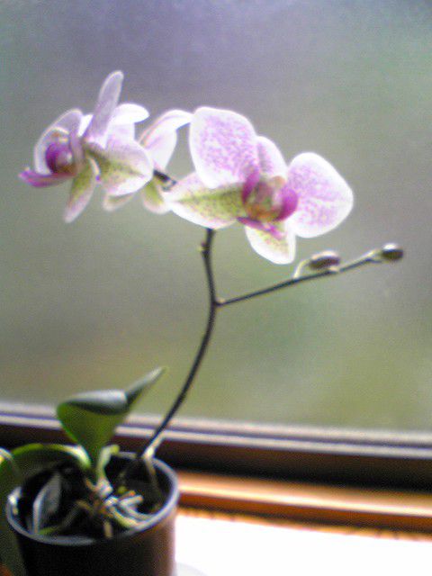 3輪の花＋α