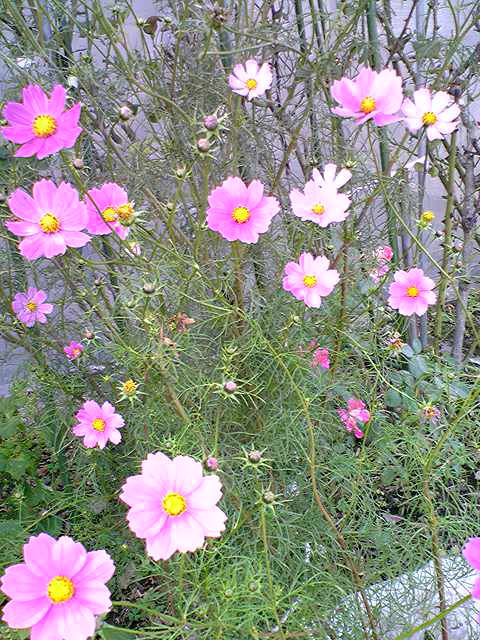 秋桜