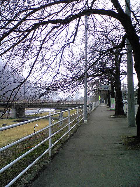 桜並木