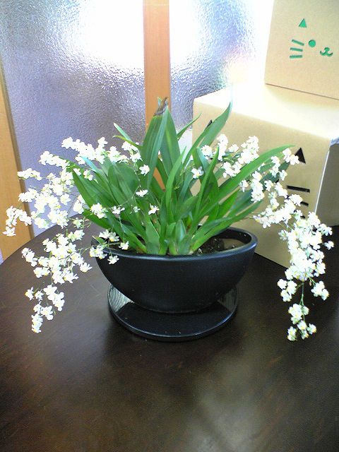 花盛りです！