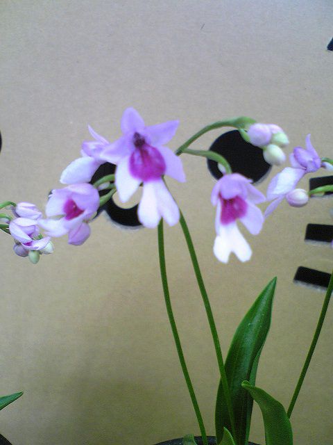 花盛りです！
