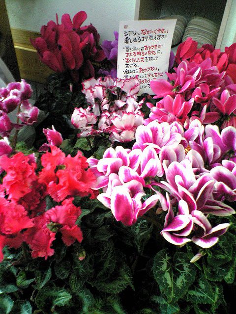 とっても華やかです！