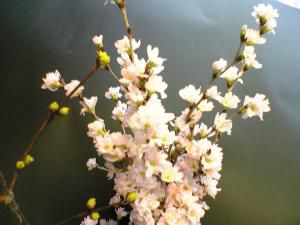 啓翁桜をいただきました！