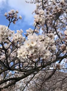 桜が満開となりました！