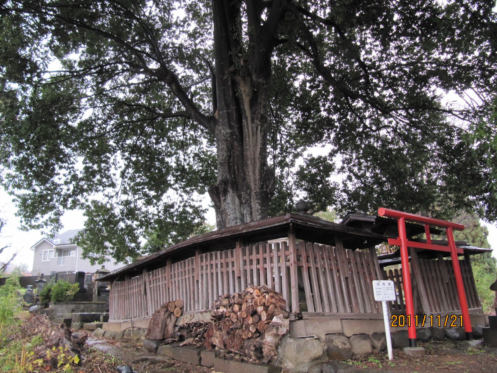 ≪保存樹≫上ノ山市