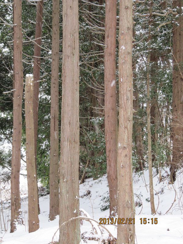 「私と木との出会い」