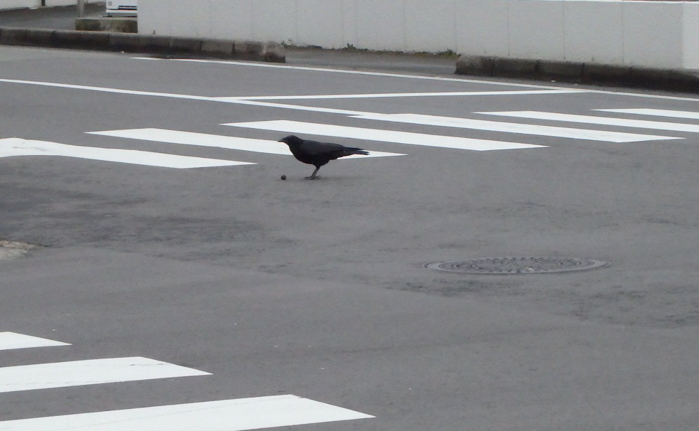 【ペットにしたいような】カラス君
