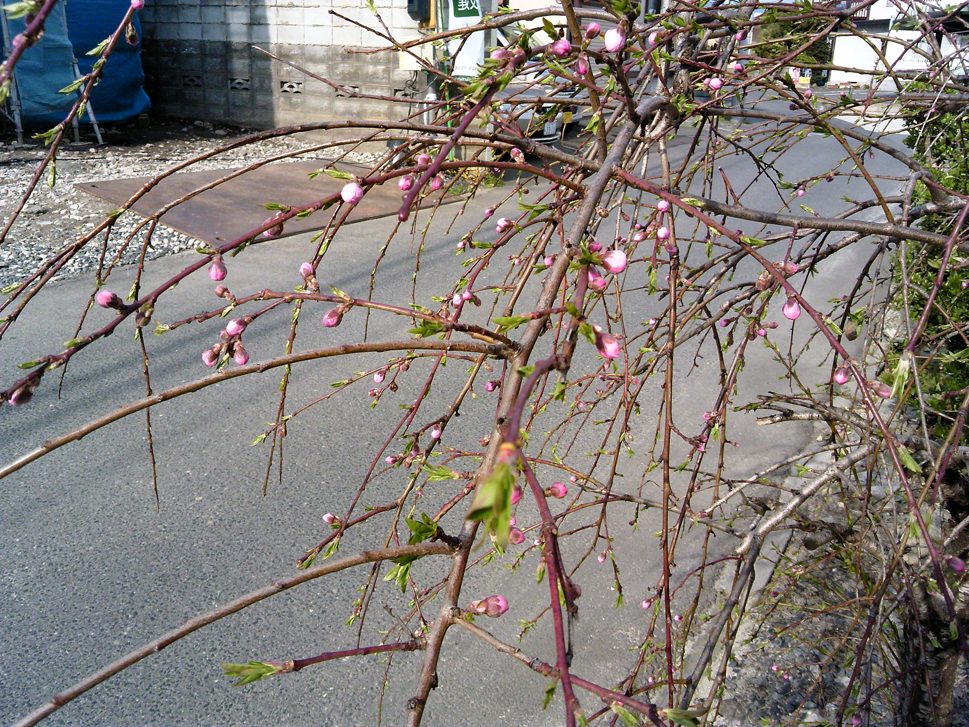 ・・・桜（蕾）です